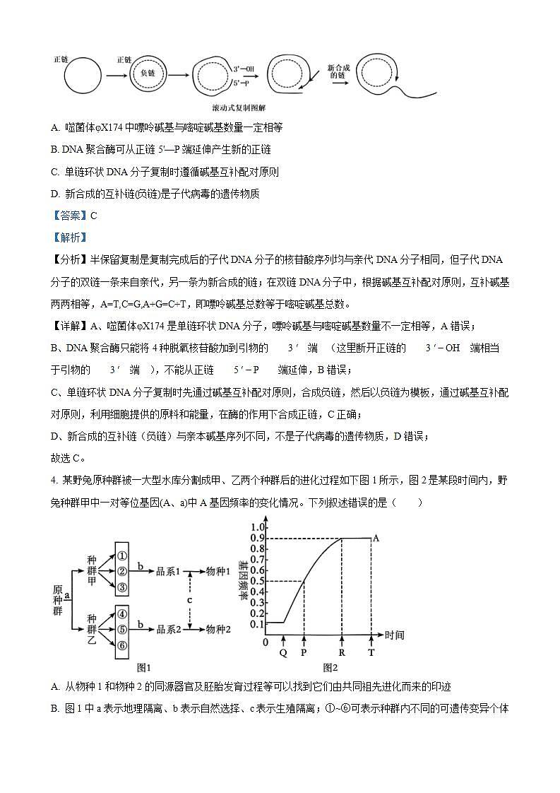 2024长沙雅礼中学高三上学期月考（四）生物试卷含解析03