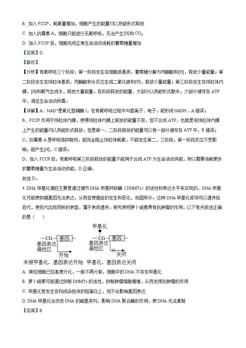 安徽省六安市第一中学2023-2024学年高三上学期第五次月考生物试题（Word版附解析）03
