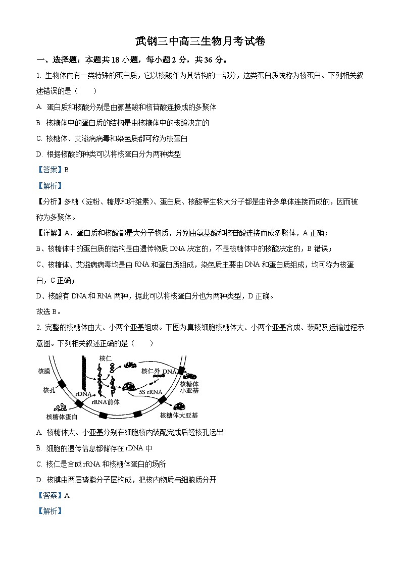 湖北省武汉市武钢三中2023-2024学年高三上学期1月月考生物试题（Word版附解析）01
