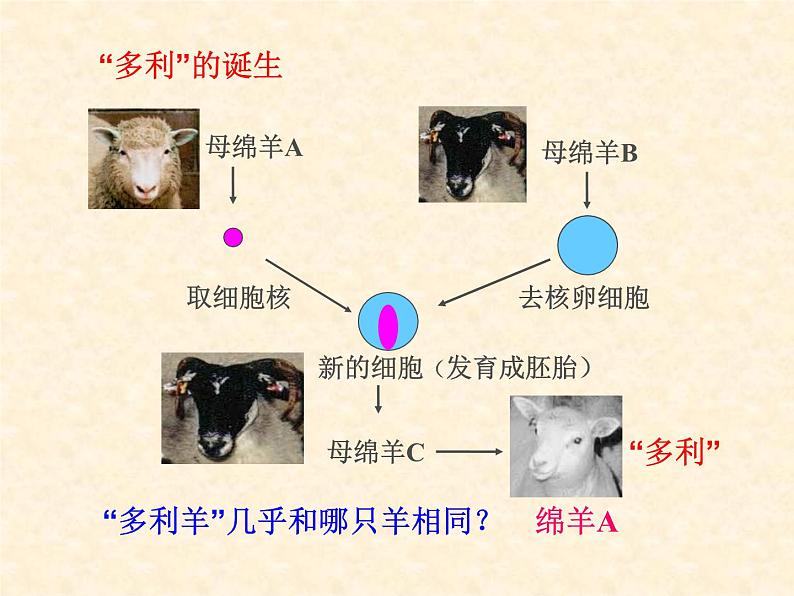 人教版（2019）必修一 1.3.1细胞膜-系统的边界课件05