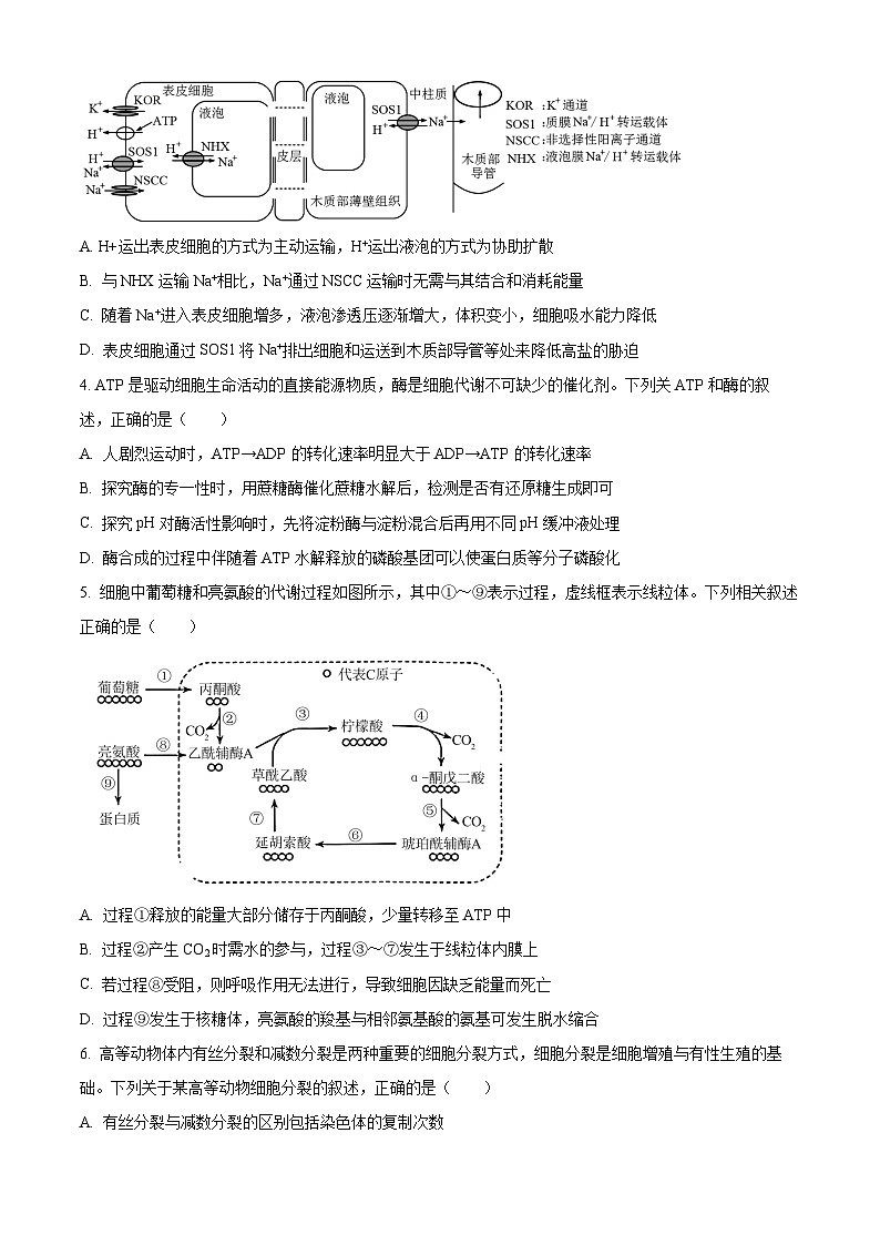 2024安徽省县中联盟高三上学期12月联考生物试题含解析02