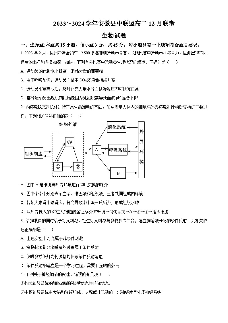 2024安徽省县中联盟高二上学期12月联考生物试题含解析01