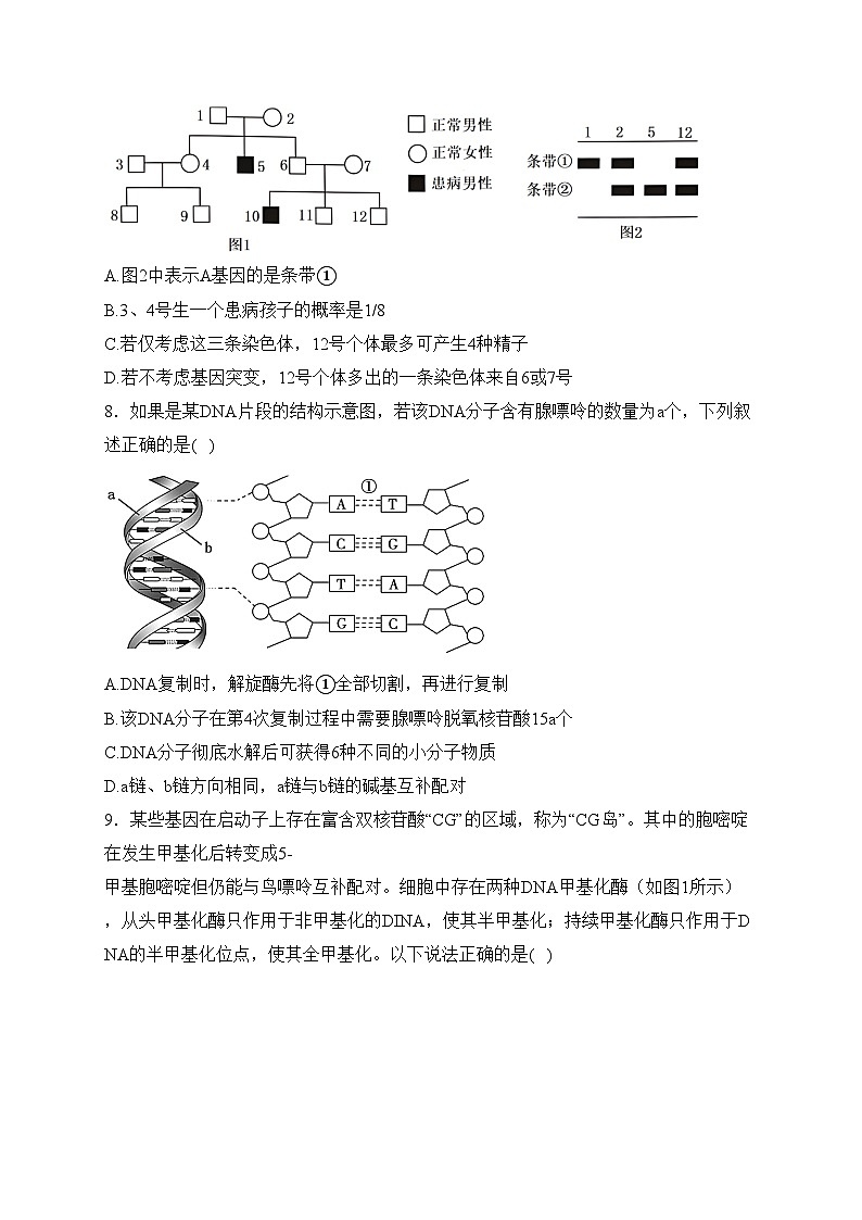 河北承德部分高中2024届高三上学期12月期中生物试卷(含答案)第3页