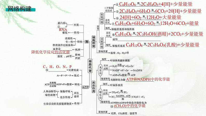 高考生物二轮复习专题2细胞的代谢课件03