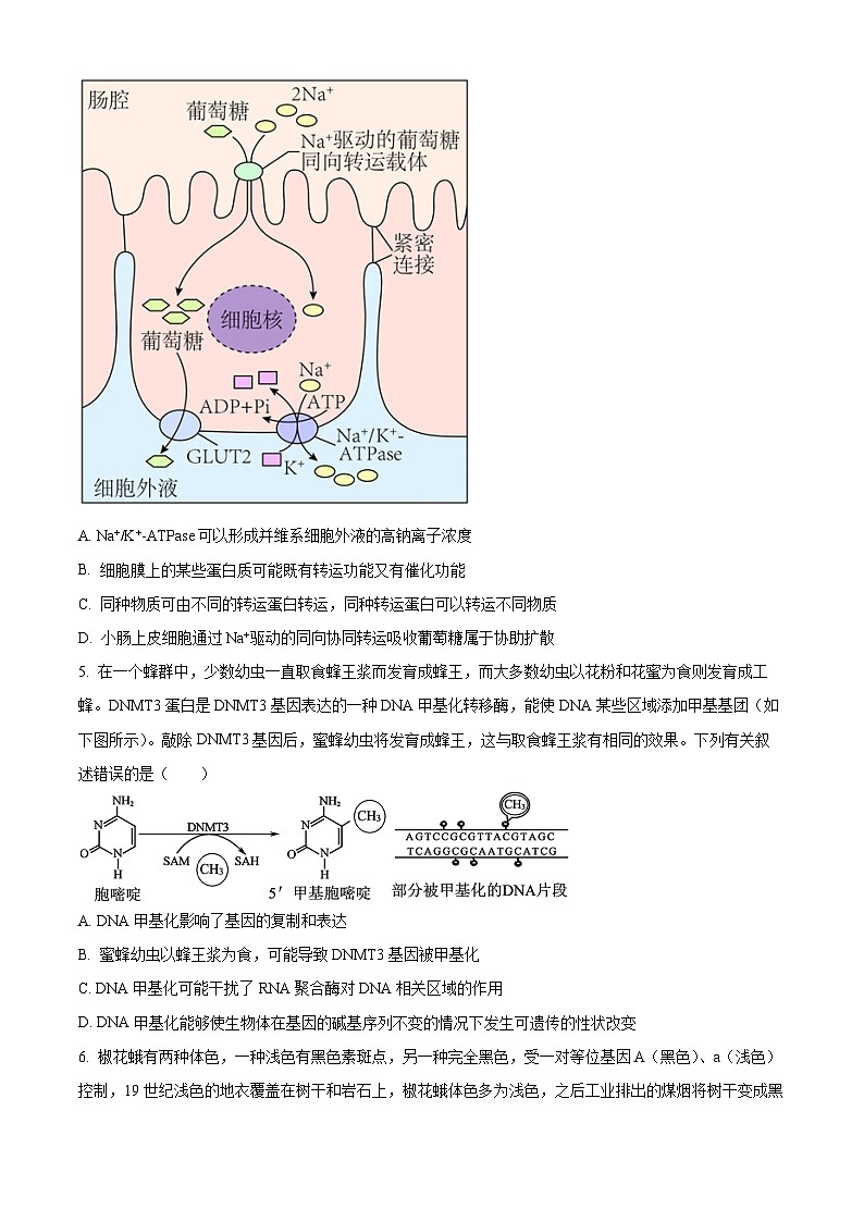 2024鞍山普通高中高三上学期期末联考试题生物含解析第2页