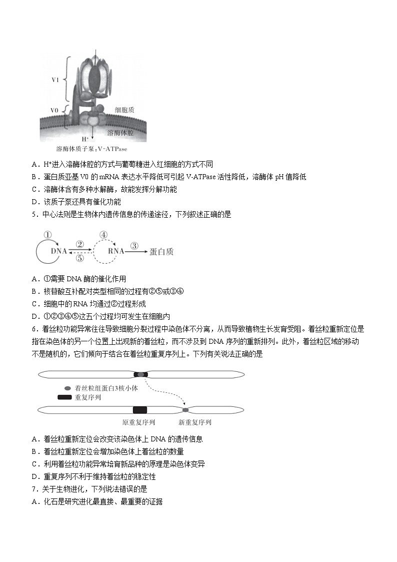 2024届河北省高三大数据应用调研联合测评(Ⅳ)+生物试题第2页