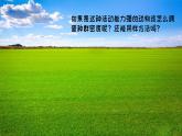 1.1 种群的数量特征（第二课时）-高二生物同步精品课件（人教版选择性必修第二册）
