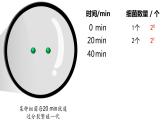 1.2 种群数量的变化（第一课时）-高二生物同步精品课件（人教版选择性必修第二册）