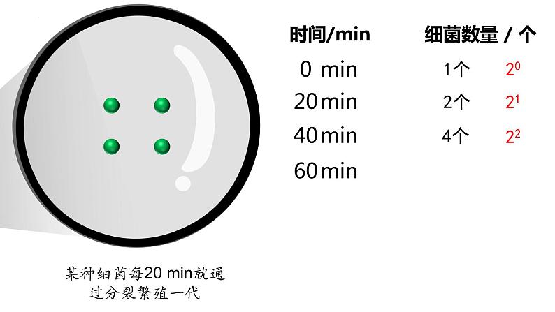 1.2 种群数量的变化（第一课时）-高二生物同步精品课件（人教版选择性必修第二册）05