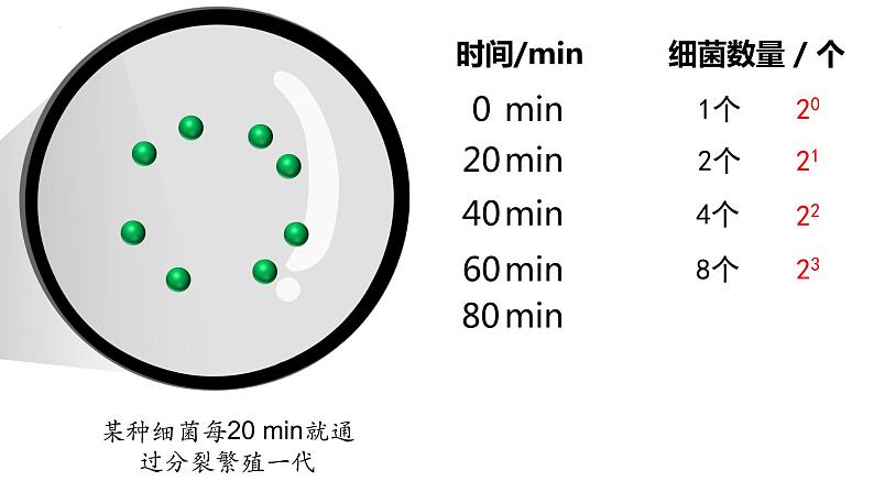 1.2 种群数量的变化（第一课时）-高二生物同步精品课件（人教版选择性必修第二册）06