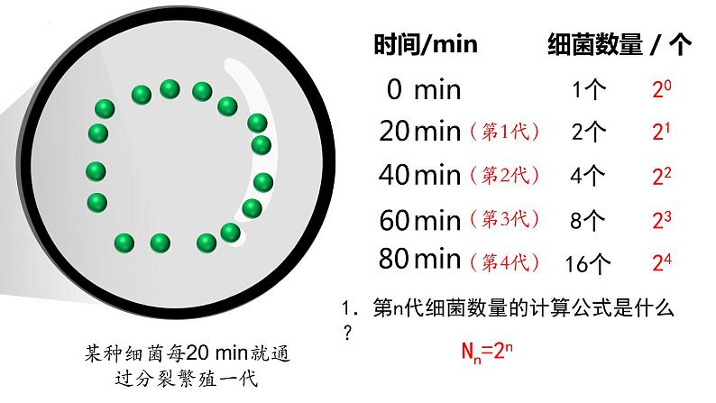 1.2 种群数量的变化（第一课时）-高二生物同步精品课件（人教版选择性必修第二册）07