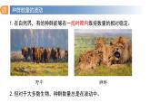 1.2 种群数量的变化（第二课时）-高二生物同步精品课件（人教版选择性必修第二册）