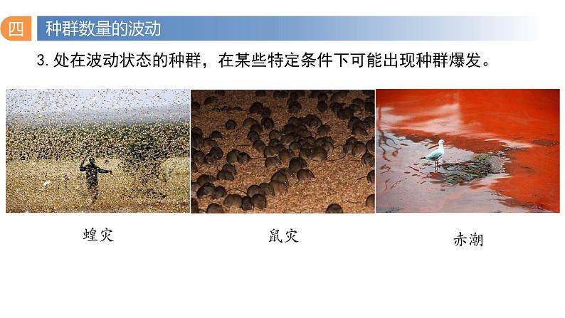 1.2 种群数量的变化（第二课时）-2023-2024学年高二生物同步精品课件（人教版选择性必修第二册）第8页