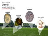 2.1 群落的结构（第一课时）-高二生物同步精品课件（人教版选择性必修第二册）