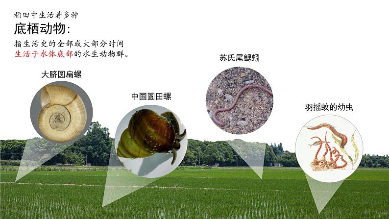 2.1 群落的结构（第一课时）-2023-2024学年高二生物同步精品课件（人教版选择性必修第二册）第3页