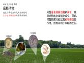 2.1 群落的结构（第一课时）-高二生物同步精品课件（人教版选择性必修第二册）