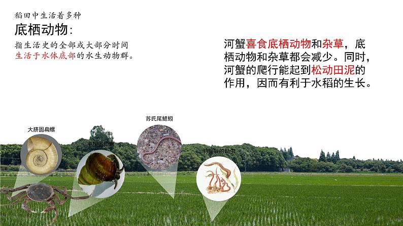 2.1 群落的结构（第一课时）-2023-2024学年高二生物同步精品课件（人教版选择性必修第二册）第4页