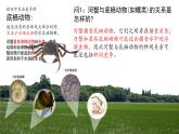 2.1 群落的结构（第一课时）-2023-2024学年高二生物同步精品课件（人教版选择性必修第二册）