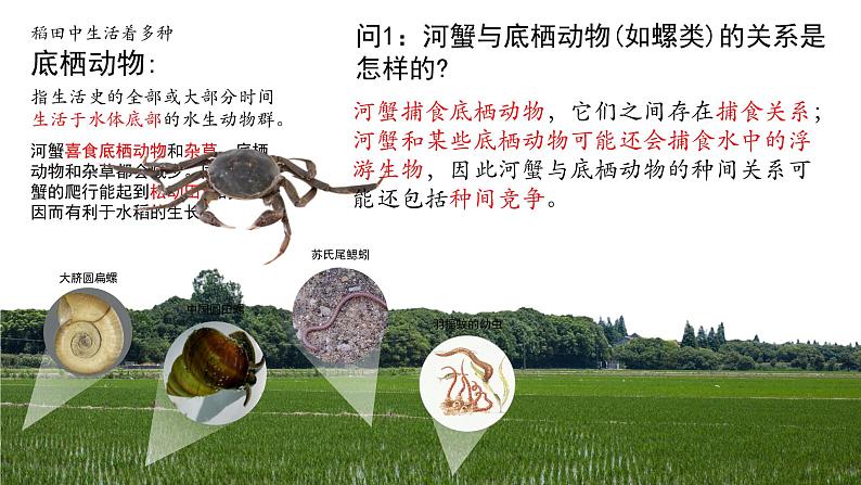 2.1 群落的结构（第一课时）-2023-2024学年高二生物同步精品课件（人教版选择性必修第二册）第5页