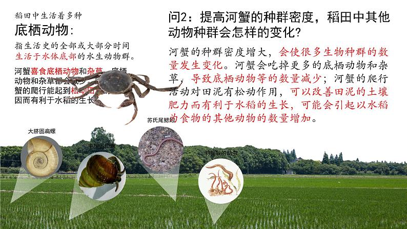 2.1 群落的结构（第一课时）-2023-2024学年高二生物同步精品课件（人教版选择性必修第二册）第6页