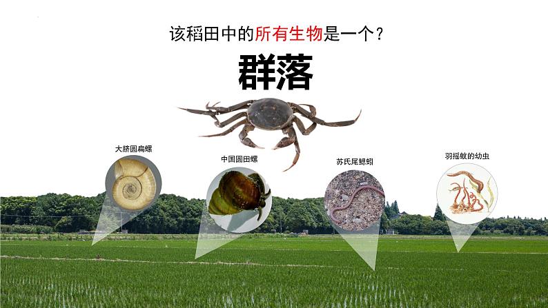 2.1 群落的结构（第一课时）-2023-2024学年高二生物同步精品课件（人教版选择性必修第二册）第7页