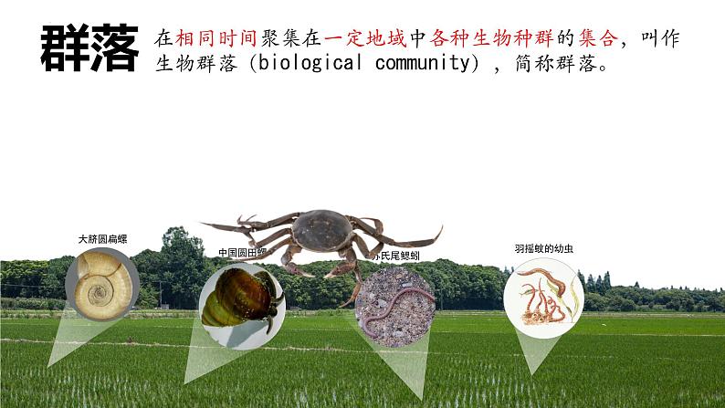 2.1 群落的结构（第一课时）-2023-2024学年高二生物同步精品课件（人教版选择性必修第二册）第8页