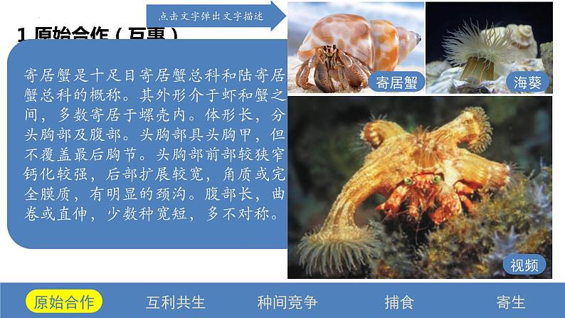 2.1 群落的结构（第二课时）-2023-2024学年高二生物同步精品课件（人教版选择性必修第二册）第3页