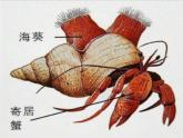 2.1 群落的结构（第二课时）-高二生物同步精品课件（人教版选择性必修第二册）