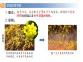 2.1 群落的结构（第三课时）-2023-2024学年高二生物同步精品课件（人教版选择性必修第二册）