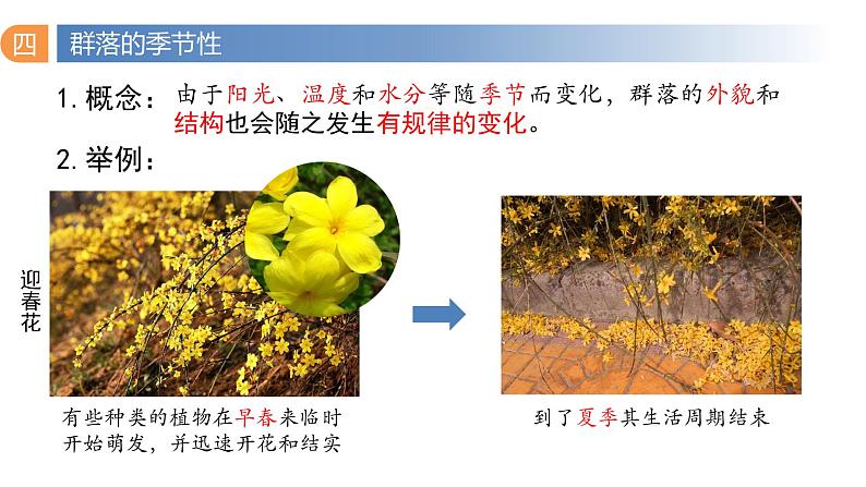 2.1 群落的结构（第三课时）-2023-2024学年高二生物同步精品课件（人教版选择性必修第二册）第4页