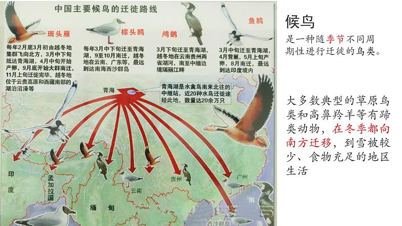 2.1 群落的结构（第三课时）-2023-2024学年高二生物同步精品课件（人教版选择性必修第二册）第8页