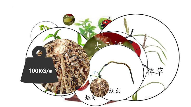 3.1 生态系统的结构（第一课时）-高二生物同步精品课件（人教版选择性必修第二册）02