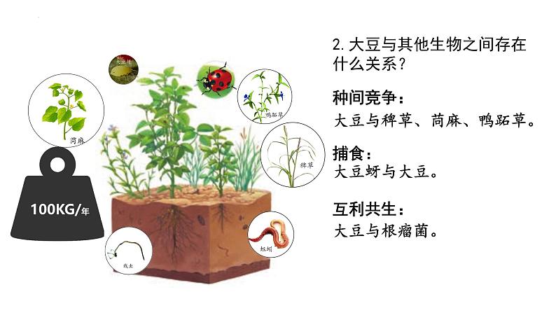 3.1 生态系统的结构（第一课时）-高二生物同步精品课件（人教版选择性必修第二册）04