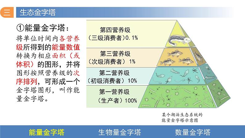 3.2 生态系统的能量流动（第二课时）-高二生物同步精品课件（人教版选择性必修第二册）05