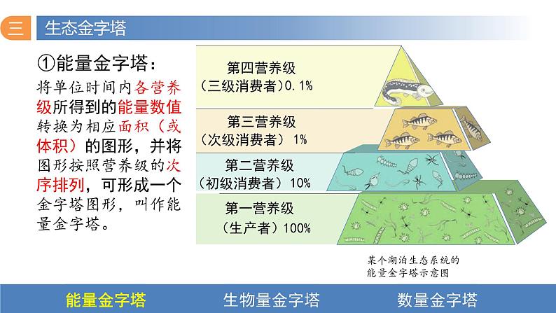 3.2 生态系统的能量流动（第二课时）-高二生物同步精品课件（人教版选择性必修第二册）06