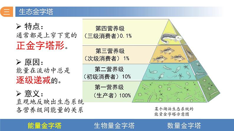 3.2 生态系统的能量流动（第二课时）-高二生物同步精品课件（人教版选择性必修第二册）07