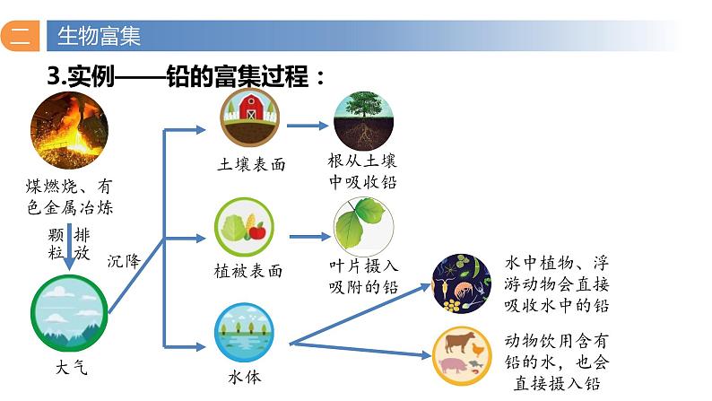 3.3 生态系统的物质循环（第二课时）-高二生物同步精品课件（人教版选择性必修第二册）08