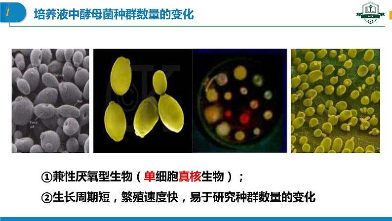 1.2.2 培养液中酵母菌种群数量的变化（名师精讲课件）-2023-2024学年高二生物同步精品课件（人教版选择性必修第二册）第2页