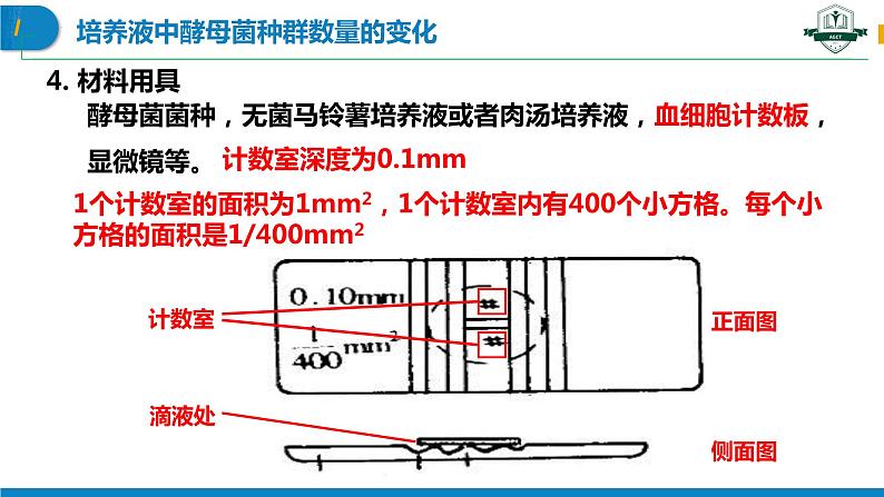 1.2.2 培养液中酵母菌种群数量的变化（名师精讲课件）-2023-2024学年高二生物同步精品课件（人教版选择性必修第二册）第4页
