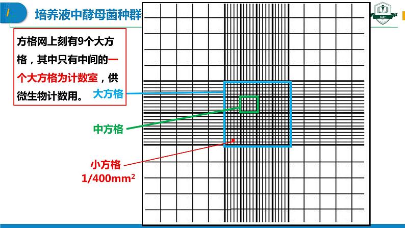 1.2.2 培养液中酵母菌种群数量的变化（名师精讲课件）-2023-2024学年高二生物同步精品课件（人教版选择性必修第二册）第6页