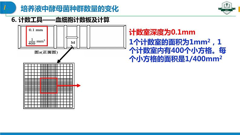 1.2.2 培养液中酵母菌种群数量的变化（名师精讲课件）-2023-2024学年高二生物同步精品课件（人教版选择性必修第二册）第7页
