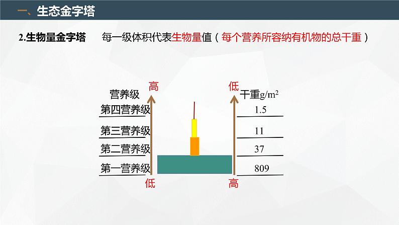 3.2.2 生态系统的能量流动（第2课时 生态金字塔和研究能量流动的实践意义）（名师精讲课件）-2023-2024学年高二生物同步精品课件（人教版选择性必修第二册）03