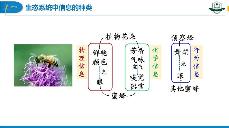 3.4+生态系统的信息传递（名师精讲课件）-2023-2024学年高二生物同步精品课件（人教版选择性必修第二册）第7页