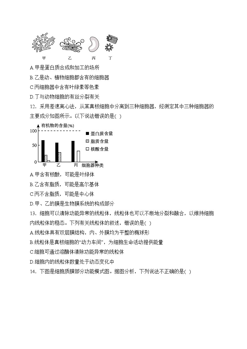 江苏省扬州市邗江区2023-2024学年高一上学期期中调研测试生物试卷(含答案)03