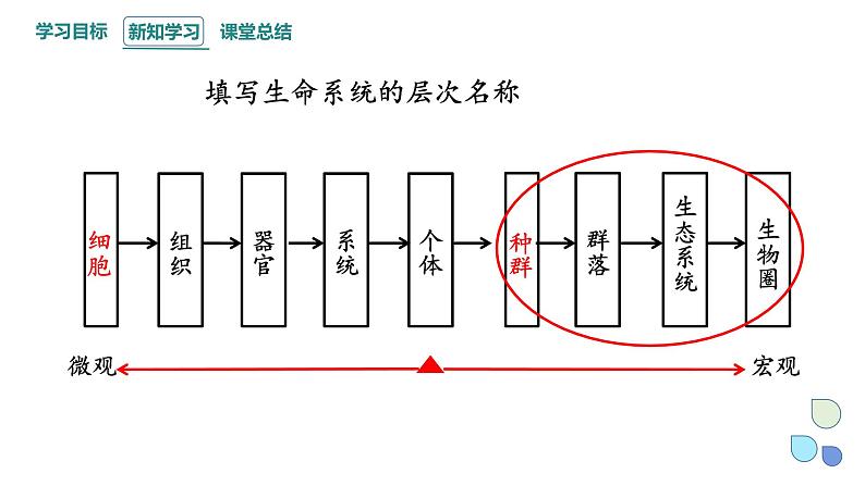 1.1 课时1  种群的数量特征   课件 2023-2024学年高二生物人教版（2019）选择性必修2第3页