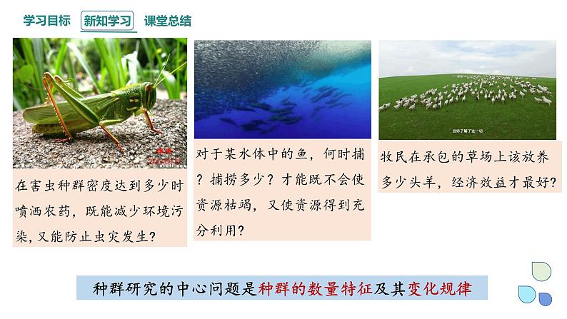 1.1 课时1  种群的数量特征   课件 2023-2024学年高二生物人教版（2019）选择性必修2第5页