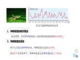 1.2 课时2  种群数量的变化    课件 2023-2024学年高二生物人教版（2019）选择性必修2