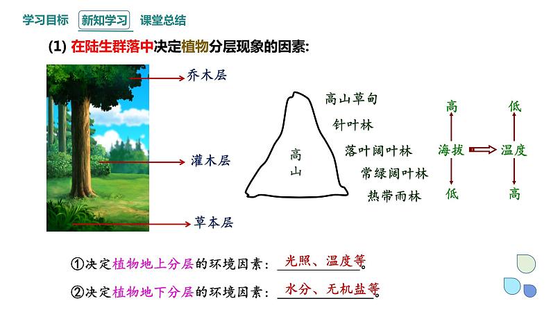 2.1 课时2  群落的结构    课件 2023-2024学年高二生物人教版（2019）选择性必修2第4页