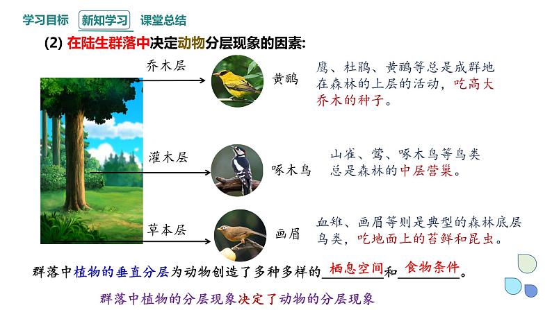 2.1 课时2  群落的结构    课件 2023-2024学年高二生物人教版（2019）选择性必修2第5页