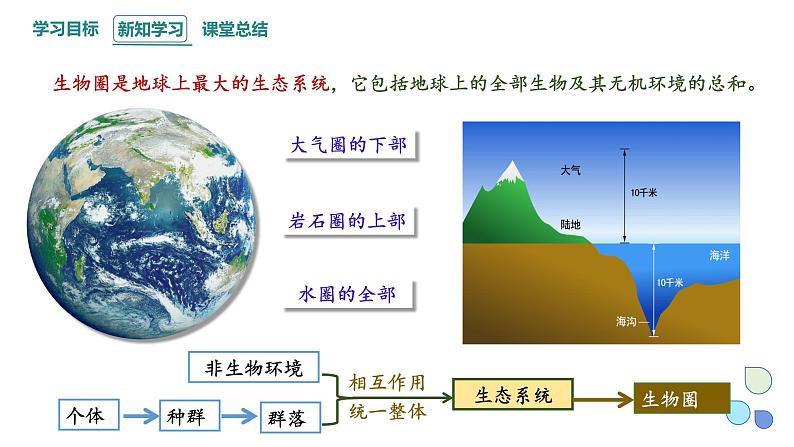 3.1 生态系统的结构   课件 2023-2024学年高二生物人教版（2019）选择性必修2第6页